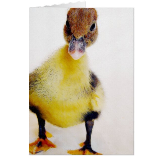 Muscovy Duckling (Frente)