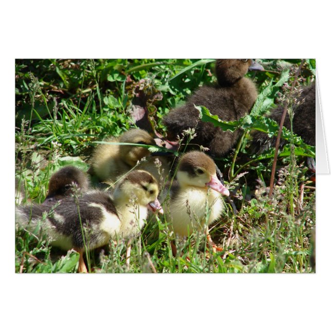 Muscovy Ducklings (Anverso (Horizontal))