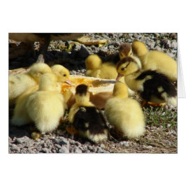 Muscovy Ducklings Comen Un Trato