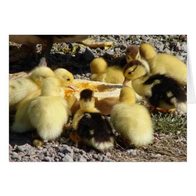 Muscovy Ducklings Comen Un Trato (Anverso (Horizontal))