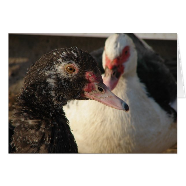 Muscovy Ducks (Anverso (Horizontal))