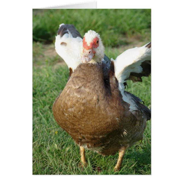 Muscovy Hen (Frente)