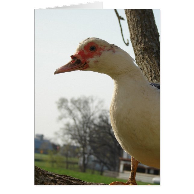 Muscovy Hen (Frente)