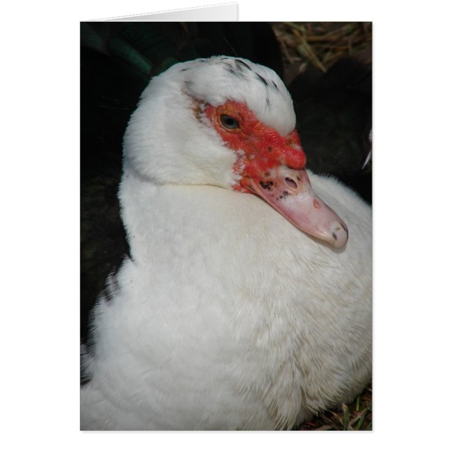 Muscovy Hen (Frente)
