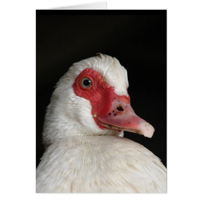 Muscovy Hen (Frente)