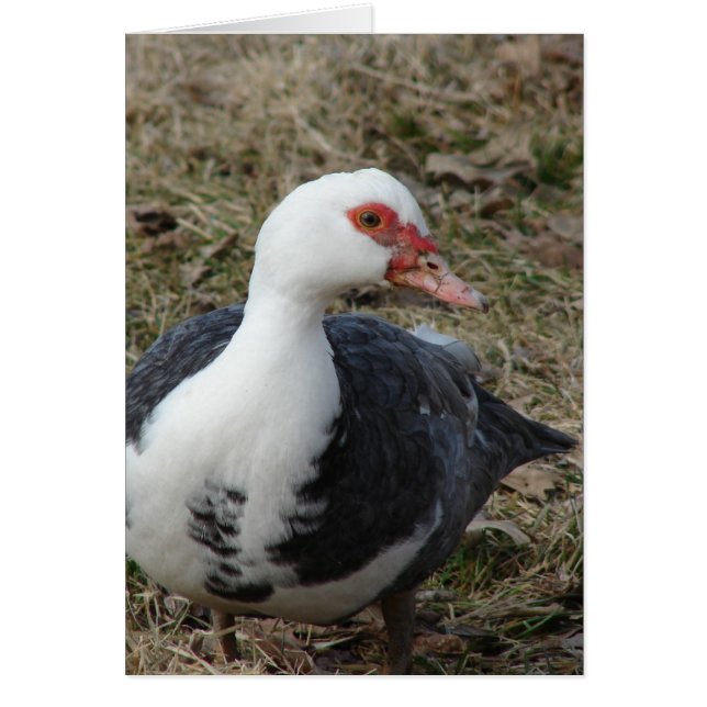Muscovy Hen (Frente)