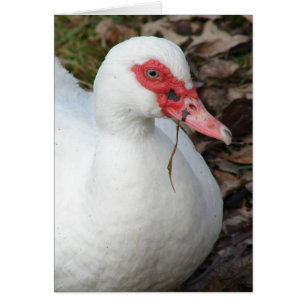 Muscovy Hen blanco