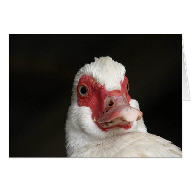 Muscovy Hen Duck (Anverso (Horizontal))