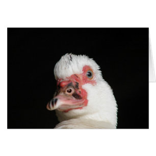 Muscovy Hen Duck