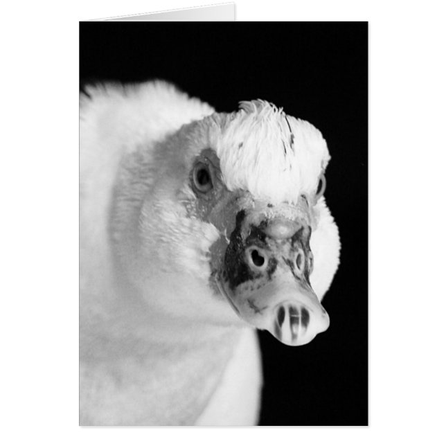 Muscovy Hen en blanco y negro (Frente)
