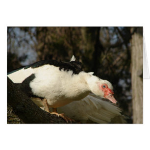 Muscovy Hen en un árbol