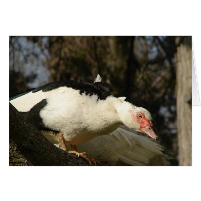 Muscovy Hen en un árbol (Anverso (Horizontal))