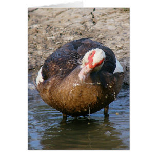 Muscovy Hen Jugando En El Agua En Todas Las Ocasio