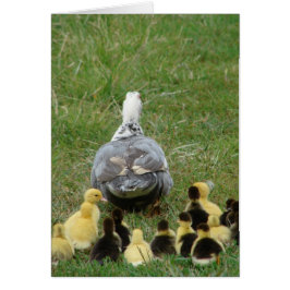 Muscovy Hen Leading Ducklings