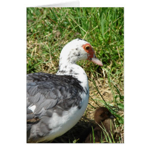 Muscovy Hen y Duckling