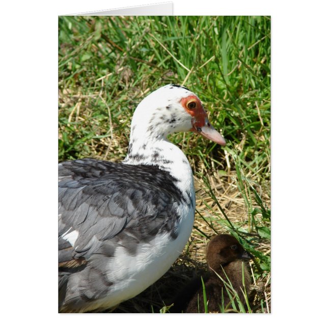 Muscovy Hen y Duckling (Frente)