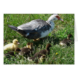 Muscovy Hen y Ducklings