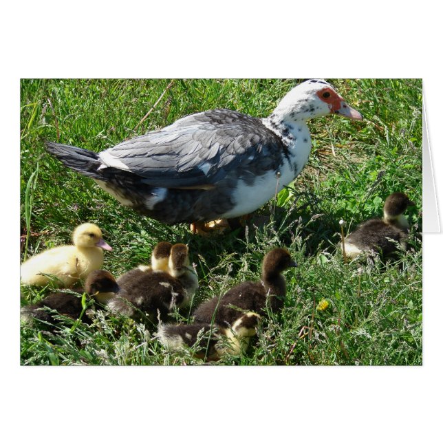 Muscovy Hen y Ducklings (Anverso (Horizontal))