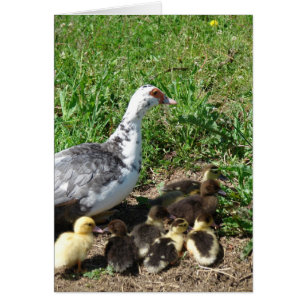 Muscovy Hen y Ducklings