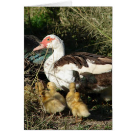 Muscovy Hen y Ducklings