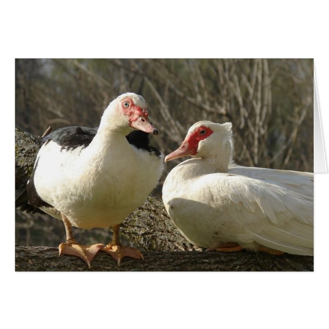 Muscovy Hens (Anverso (Horizontal))