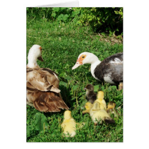 Muscovy Hens y Ducklings