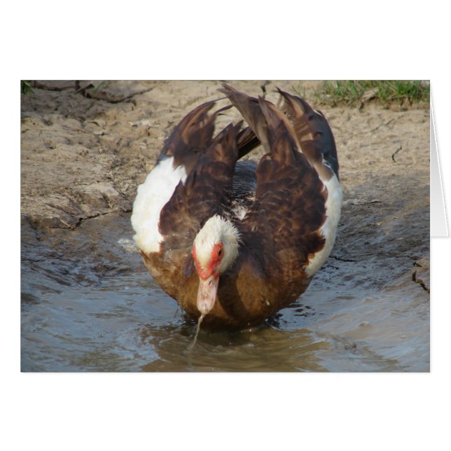 Muscovy jugando en un charco (Anverso (Horizontal))