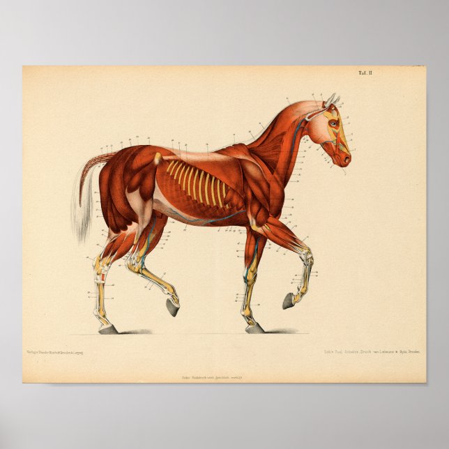 Músculos de impresión de anatomía de caballos de é (Frente)