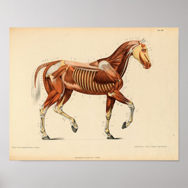 Músculos de impresión de anatomía de caballos de é (Frente)