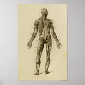 Músculos de la impresión de la anatomía posterior