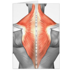 Músculos de la parte posterior y del cuello