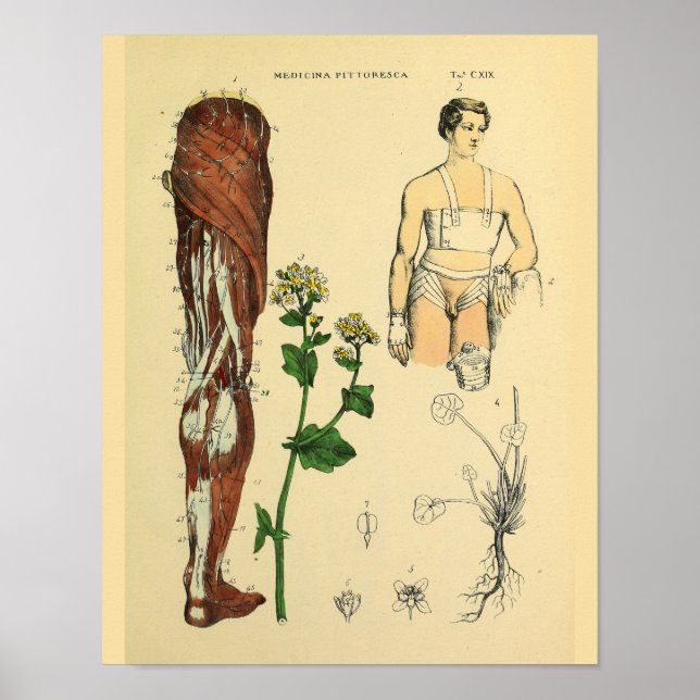 Músculos de la pierna Anatomía médica Arte Imprimi (Frente)