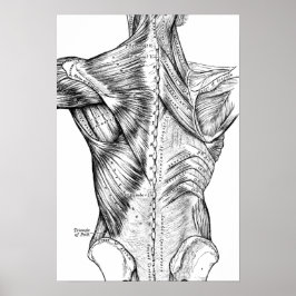 Músculos del arte de la anatomía negra y blanca (1