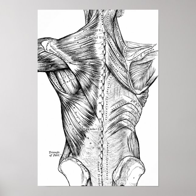 Músculos del arte de la anatomía negra y blanca (1 (Frente)