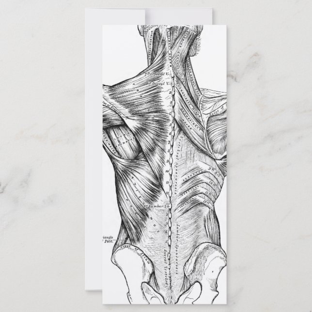 Músculos del arte de la anatomía negra y blanca (1 (Anverso)