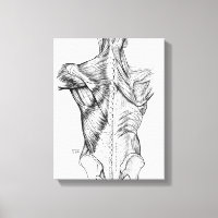 Músculos del arte de la anatomía negra y blanca (1