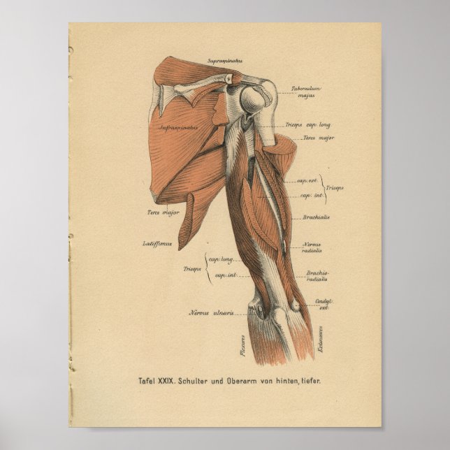 Músculos del brazo de impresión de anatomía alemán (Frente)
