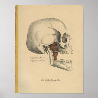 Músculos del cráneo de impresión de anatomía alema