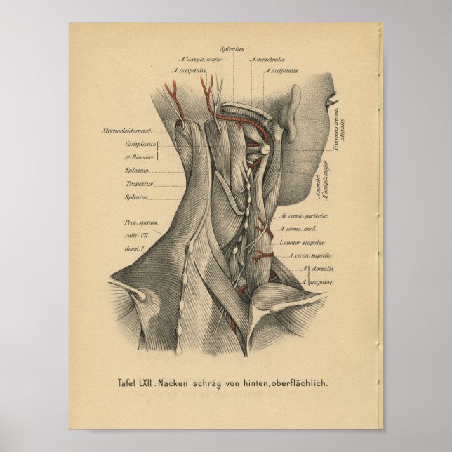 Músculos del cuello de impresión de anatomía alema (Frente)