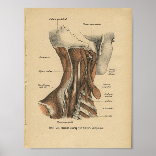 Músculos del cuello de impresión de anatomía alema (Frente)