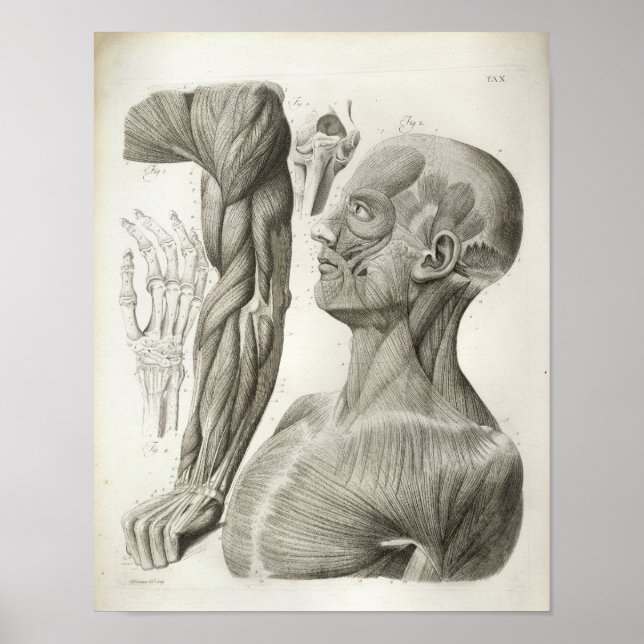 Músculos del cuello del brazo de vintage Impresión (Frente)