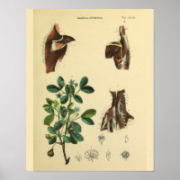 Músculos del cuello del hombro Anatomía Arte Impri