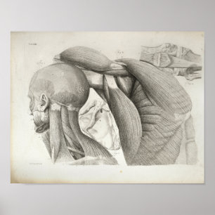 Músculos del hombro antiguo Impresión médica