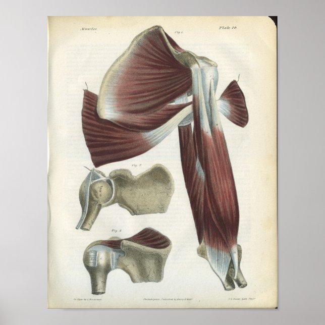 Músculos del hombro Impresión de anatomía de cosec (Frente)
