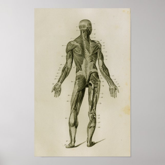 Músculos humanos impresión de anatomía vendimia po (Frente)