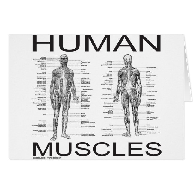 Músculos humanos y anatomía (Anverso (Horizontal))