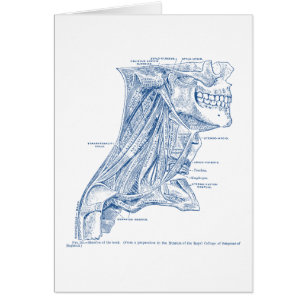 Músculos médicos viejos del dibujo del azul del