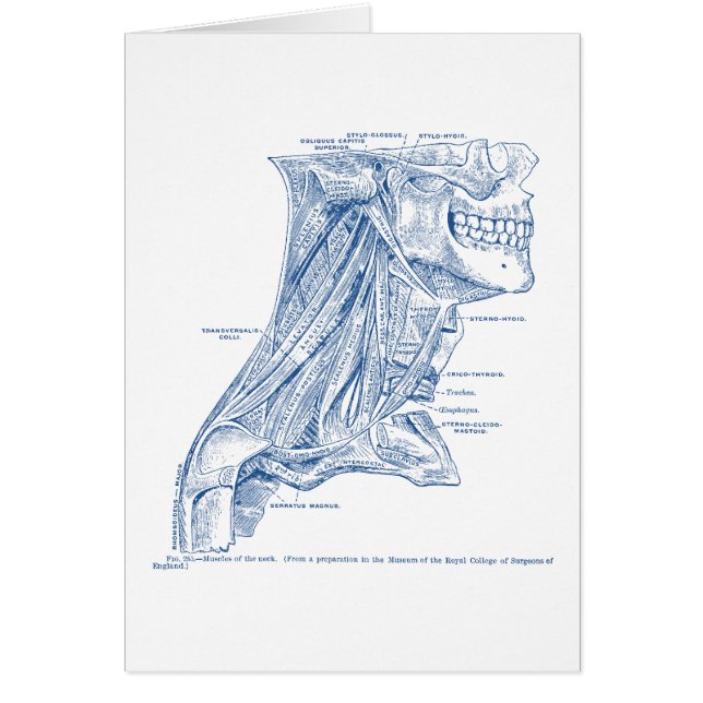 Músculos médicos viejos del dibujo del azul del (Frente)