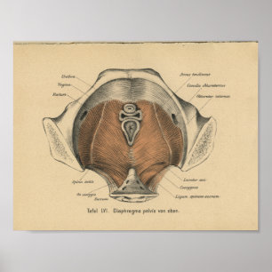 Músculos pélvicos de la impresión de la anatomía