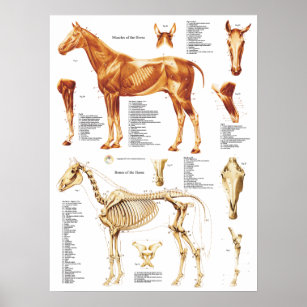 Músculos y huesos Posters de anatomía de caballo 1